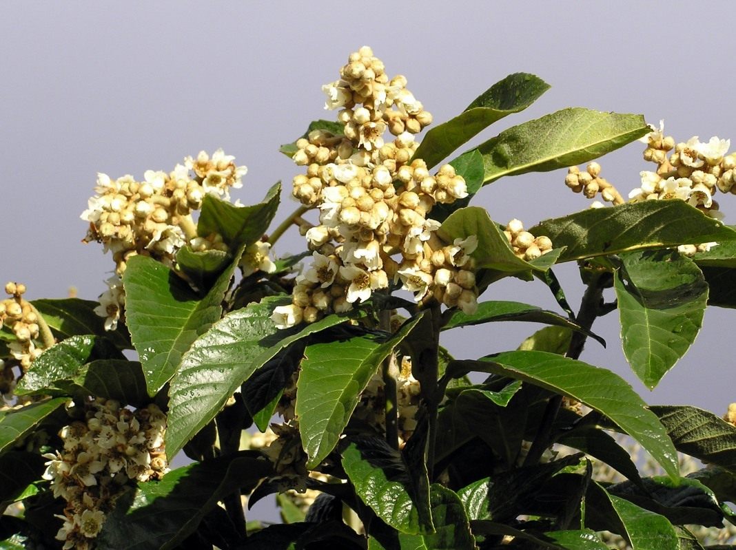 Эриоботрия японская, или японская мушмула (Eriobotrya japonica)