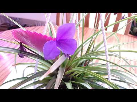 Тилландсия синяя Tillandsia cyanea Pink quill plant