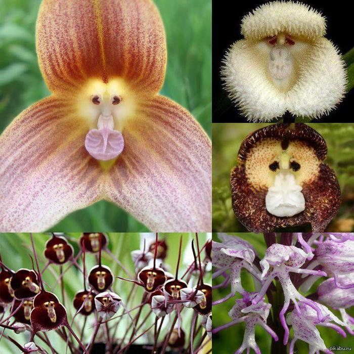 обезьянья орхидея