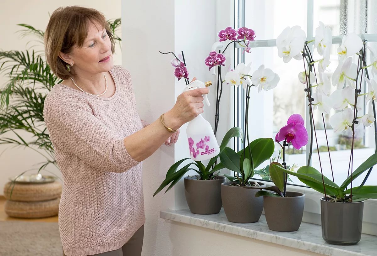 5 мифов об орхидеях, в которые не нужно верить, если вам нравится этот цветок