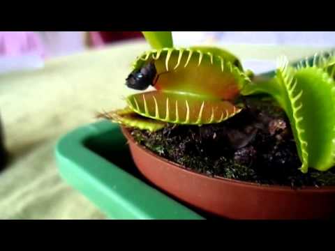 Хищное растение Дионея Венерина мухоловка кушает