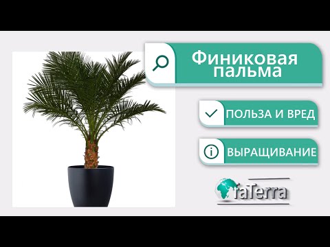 Финиковая пальма: выращивание. Польза и вред растения