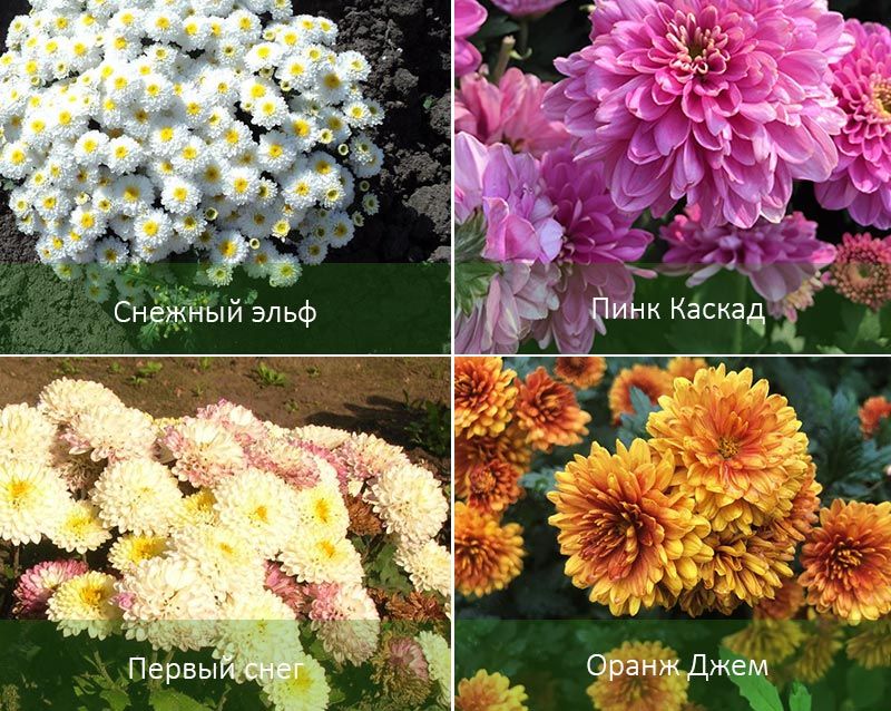 Разновидности хризантемы