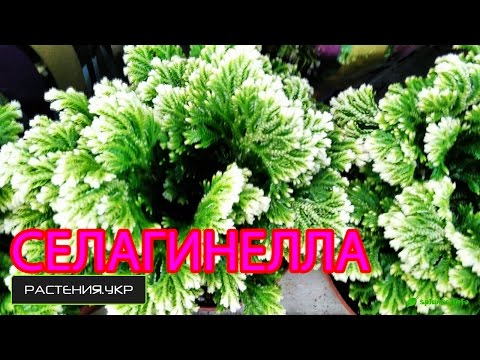 Селагинелла или плаунок / Selaginella or plaunok