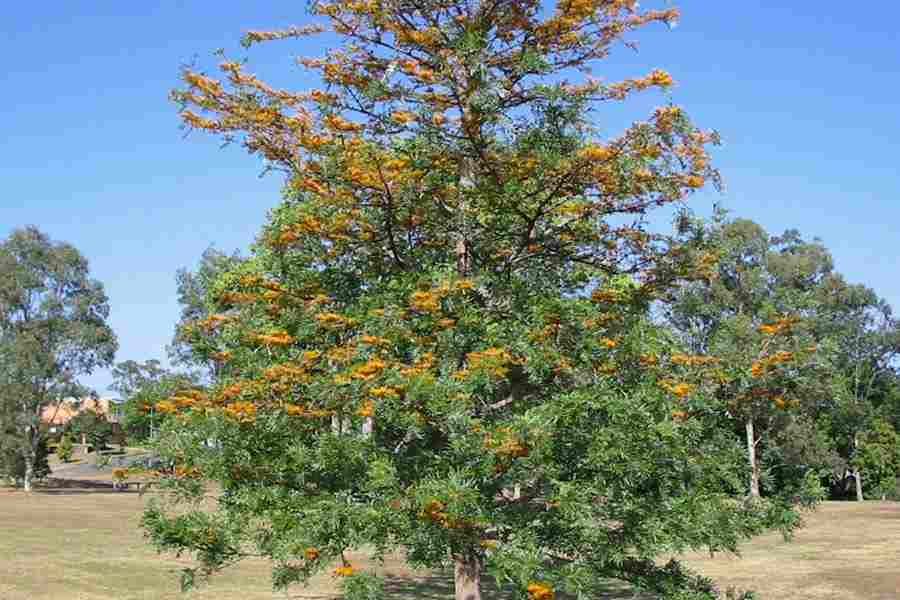 Гревиллея крупная (Grevillea robusta)