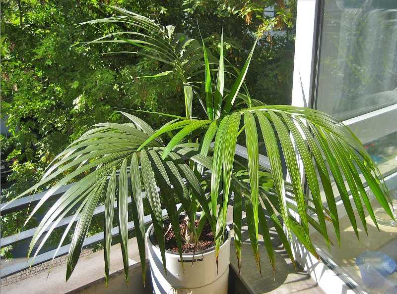 Превращаем квартиру в тропики: 8 пальм для курортного настроения у вас дома