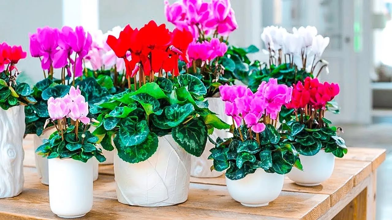 Гордость хозяйки: 10 самых красивоцветущих комнатных цветов
