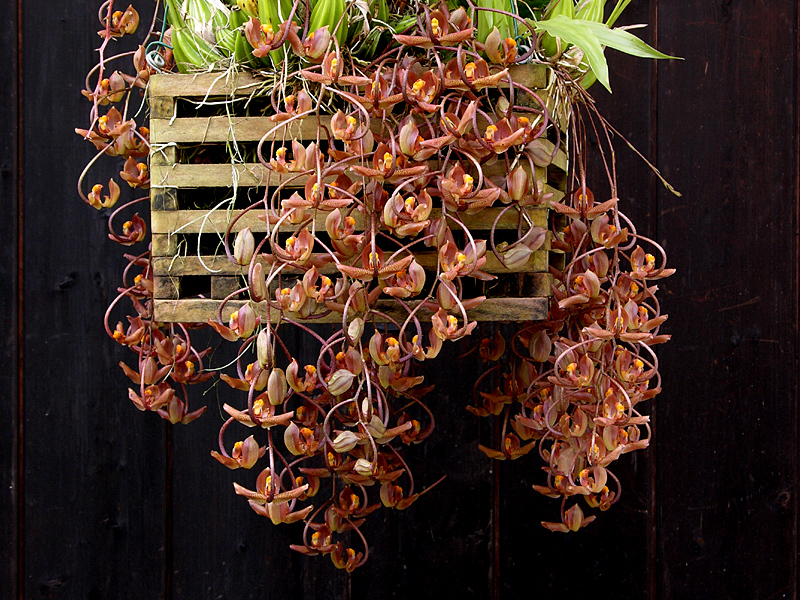 6 видов некапризных орхидей — с ними справятся даже цветоводы-новички