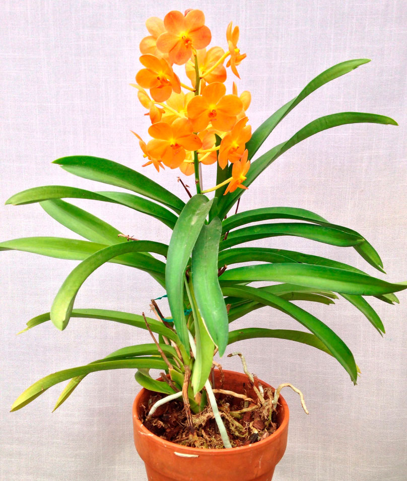 Уход за орхидеей аскоценда в домашних условиях