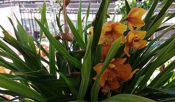 Орхидея на балконе 