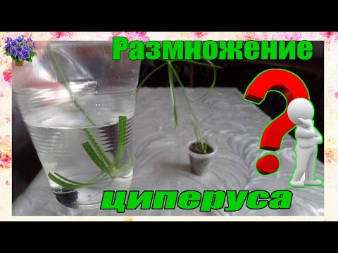 Размножение комнатного растения циперуса (Cyperus) в домашних условиях Часть 1
