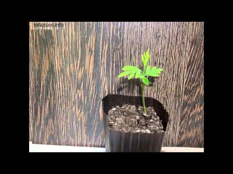 Гревиллея из семян за 6 месяцев | Grevillea from seeds