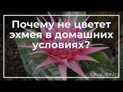 Почему не цветет эхмея в домашних условиях? | toNature.Info