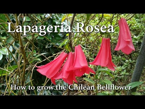 How to Grow Lapageria rosea - The Chilean Bellflower or 'Copihue'