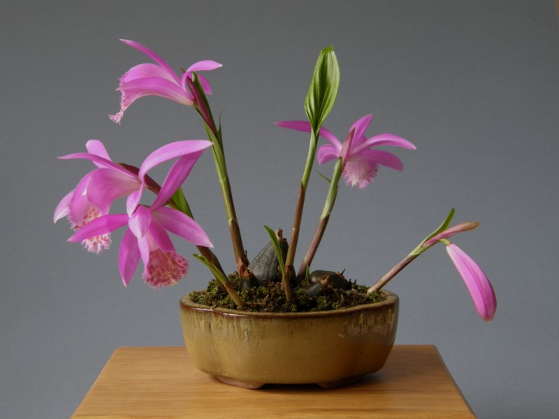 Уход за орхидеей плейоне в домашних условиях
