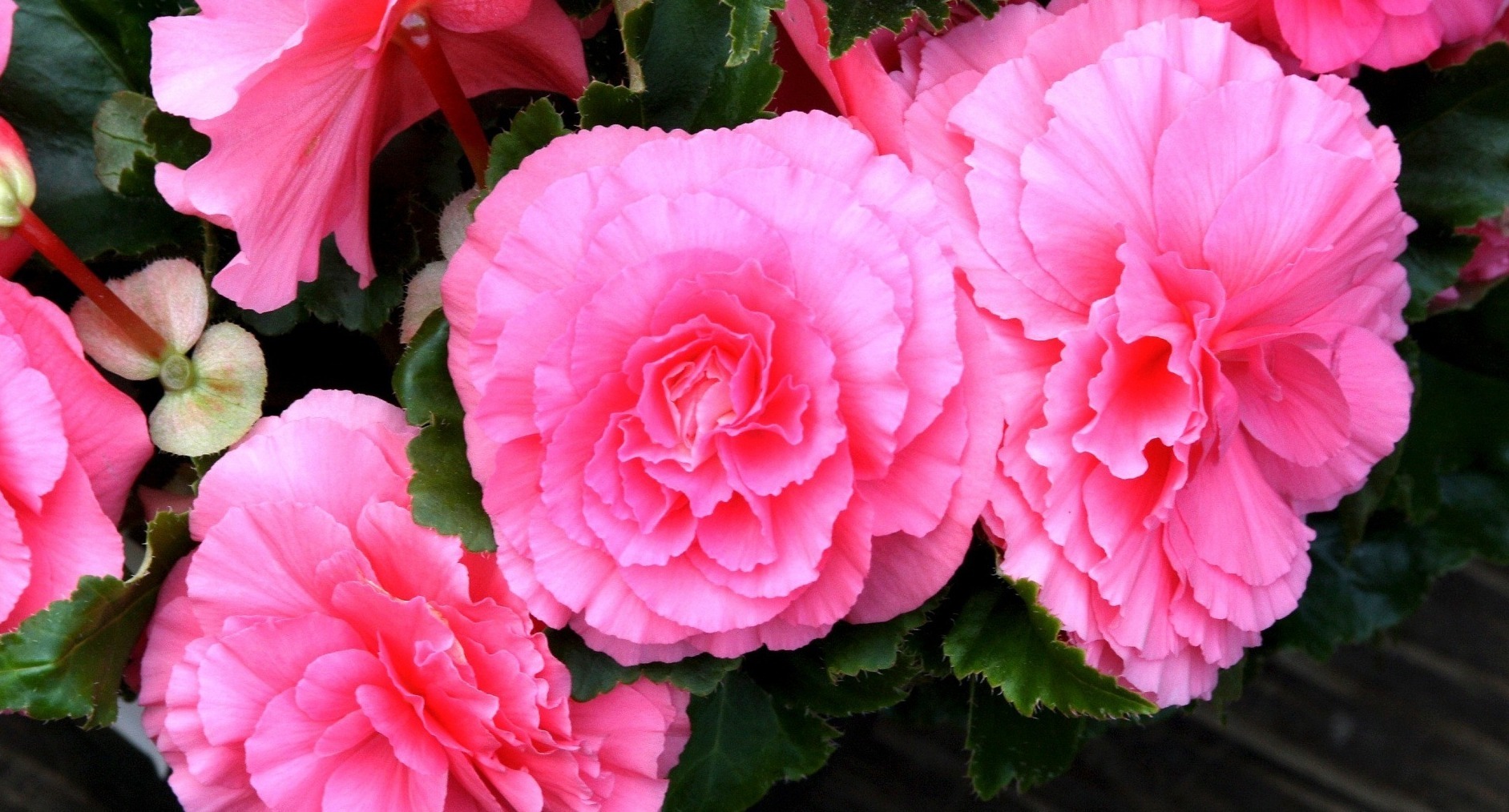 Двойники роз: 5 цветов, которые похожи на 