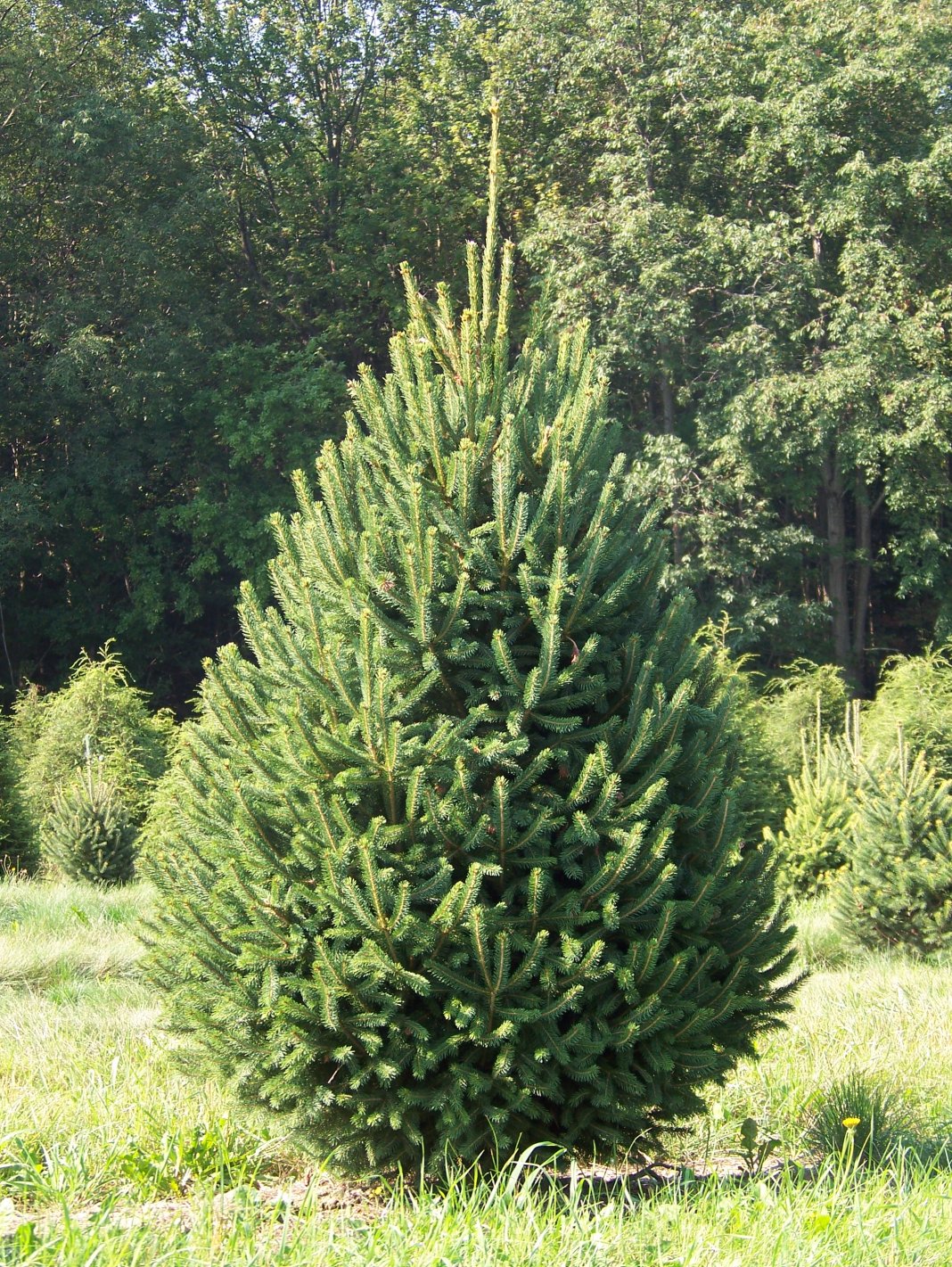 Eль сизая, также Ель канадская, или Ель белая (Picea glauca)
