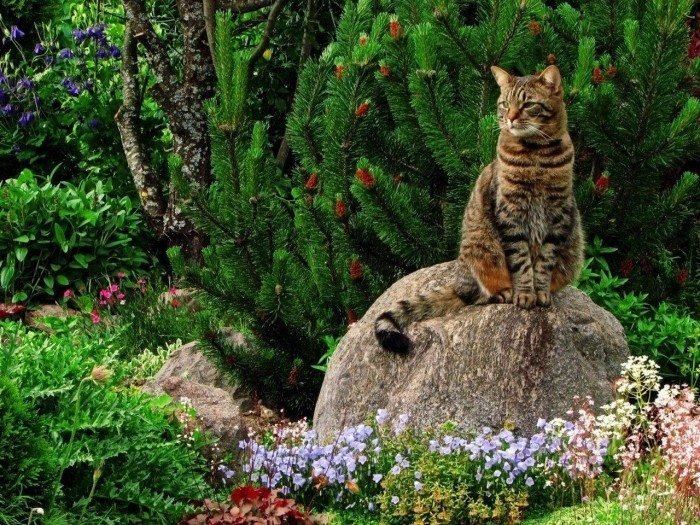 Поедая растения кошки восполняют недостаток витаминов