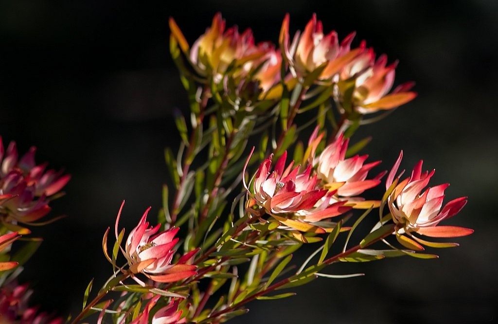 Протея ползучуя (Protea repens)