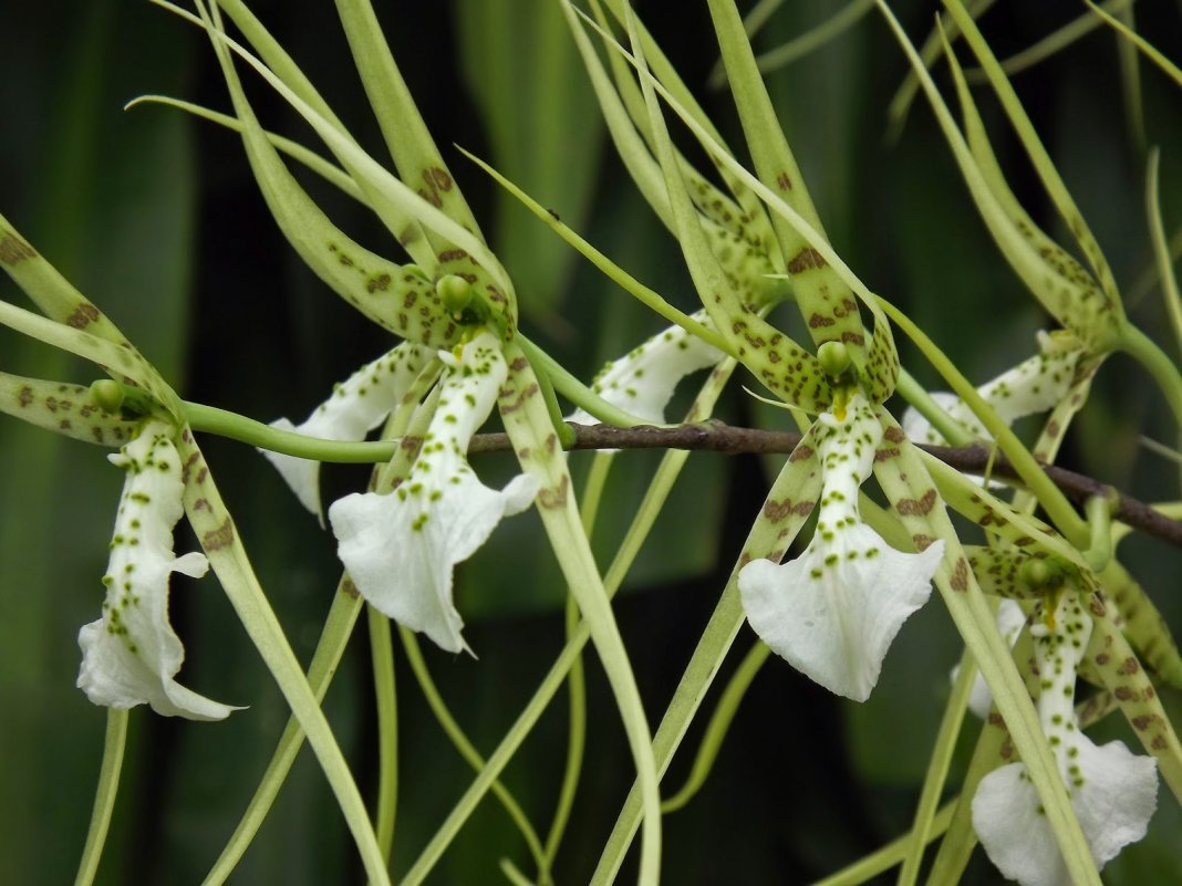 Орхидея Брассия (Brassia)