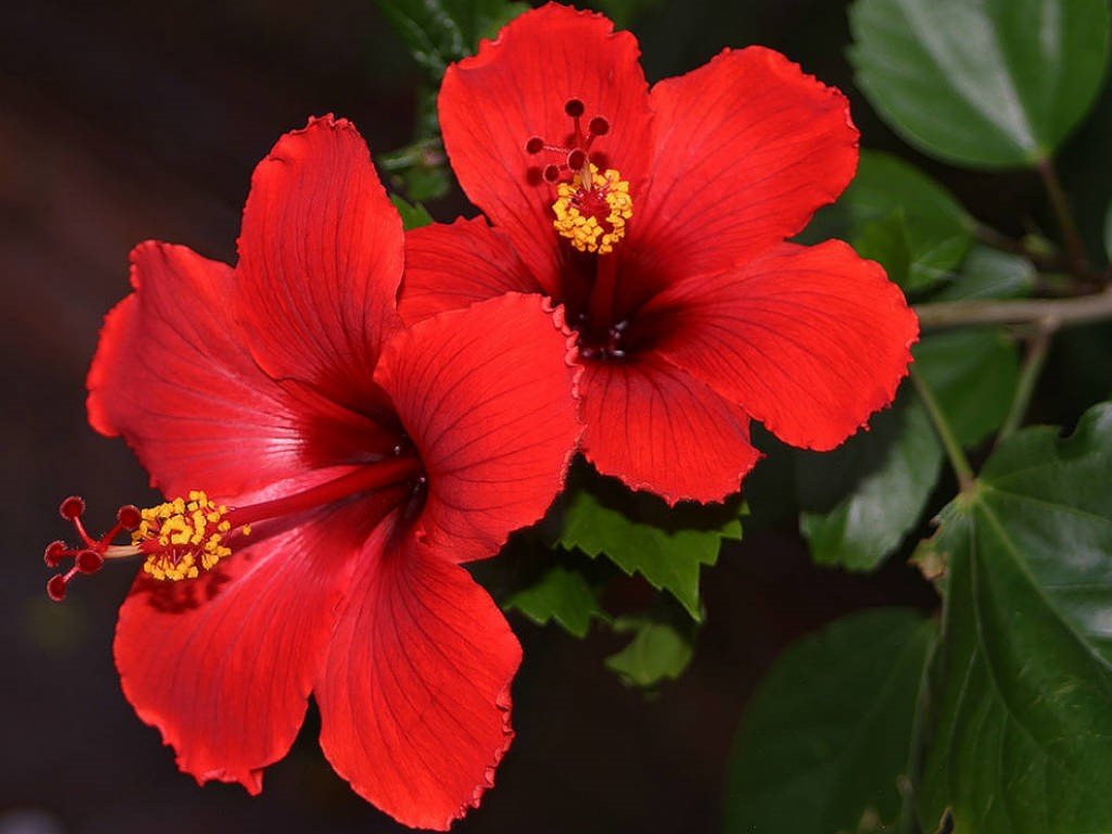 5 экстравагантных комнатных растений с красными цветами